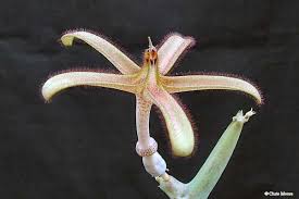 Image result for Ceropegia stenantha