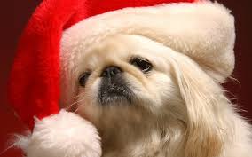 Christmas Pekingese Puppy Holiday Dogs Christmas Dog Dog Holiday Christmas Puppy