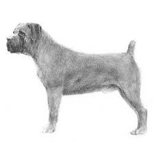 We did not find results for: Boerboel Dog Breed Information