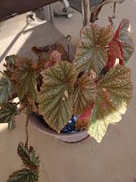 Image result for Begonia kisuluana
