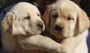 More than twice as many labs were registered than any other breed making it a likely leader for many years to come. Oh My Goodness Yellow Lab Puppies Lab Puppies Puppies