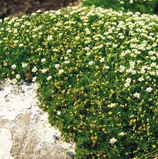 Green irish moss is a moderate growing groundcover plant and perennial plant that can be grown in usda it prefers growing in a location that provides shade, morning sun with afternoon shade or filtered sun and grows best when planted in sand, loam, clay or. Irish Moss Ground Cover Plants Seed