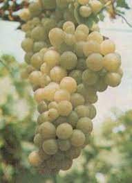 Maybe you would like to learn more about one of these? Caratteristiche Uva Italia