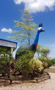 Big Cassowary Mission Beach Qld Australia Tourist Mission Beach Cairns Australia