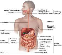 The Digestive System Human Digestive System Digestive System Anatomy Human Body Anatomy
