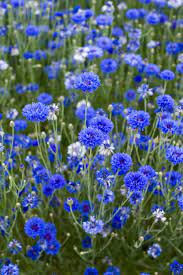 Maybe you would like to learn more about one of these? 7 Fastest Growing Flower Seeds For The Perfect Summer Garden Fast Growing Flowers Growing Flowers Flower Seeds