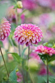 We did not find results for: 18 Jolies Fleurs Pour Un Jardin D Automne