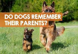 Do Dogs Remember Their Mothers Siblings What Science Says
