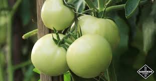 Tomato plants should be grown in a warm areas and receive plenty of sunlight, so choose a sunny spot in your garden. List Of Hybrid Tomato Varieties From A To Z Gardening Channel