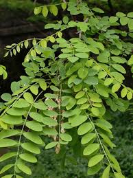 Image result for Robinia