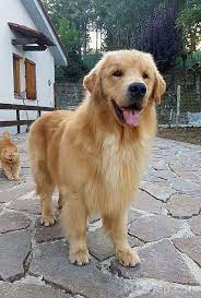 Franklin county dog shelter & adoption center is listed on addjur | global animal, pet & veterinary listing. Kerkoj Qen Labrador Ose Golden Retriever Prizren