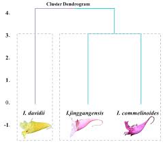 Image result for Impatiens purpureoviolacea