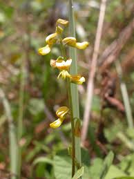 Image result for Rhynchosia