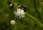 Image result for Macledium poggei