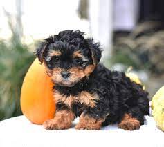 This name has simply been changed to shorkie to show the shih tzu in the mixed breed. Ready For A Snugglebug Meet Tammy She Is Sure To Enjoy Snuggling Under A Blanket While Watching A Movie Tammy Yorkie Poo Yorkie Poo Puppies Puppies