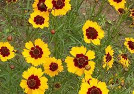 Pin On Flowers