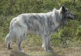The outer coat layer is thin and fine with a soft wave at the end. Long Hair Dutch Shepherd Herder Honden Leuke Honden