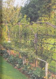 We select good young trees with. Pin By Melissa Loop On Garden Inspiration Garden Solutions Fruit Garden Dream Garden