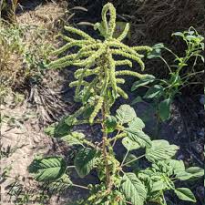 Image result for Sericorema