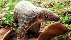 A record eight tonnes of pangolin scales and more than 1,000 elephant tusks have been seized from a shipping container in hong kong, officials say. Coronavirus Despite The Pandemic Trafficking In Pangolin Scales Continues By Asle Gunnar Frydenlund Linkedin
