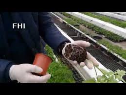 Decizie importantă pentru facultatea de horticultură iași ! Facultatea De HorticulturÄ IaÈi Producerea Rasadurilor De Legume Partea 2 Youtube