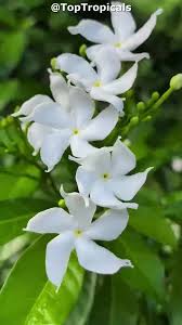 Image result for Tabernaemontana odoratissima