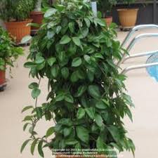 My hoya that are in small 4 inch terracotta pots get watered slightly more frequently as you can i have heard there are mixed feelings about putting hoya in terracotta because you risk the roots. Houseplants Forum Hoya And Terracotta Pot Garden Org