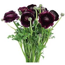 Image result for Ranunculus stagnalis