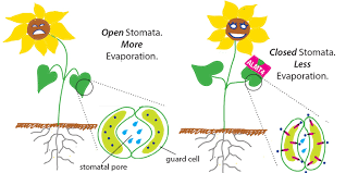 Find the perfect tomato plant stock photos and editorial news pictures from getty images. Plantae An Ion Channel Active In Plant Drought Response Plantae