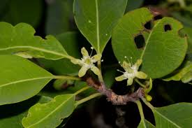 Image result for Erythroxylum zambesiacum