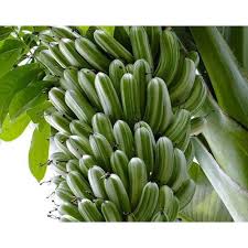 Maybe you would like to learn more about one of these? Jual Pisang Klutuk Jual Tanaman Obat Malang Jawa Timur Indonetwork