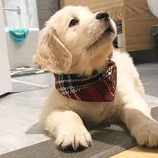 Photo By Dogsloversblog On Reddit What A Cutie Free Puppy Obedience Training Course Link In Our Bio Dog Lovers Hut Training Your Dog Dog Brain Dogs