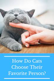 How Do Cats Choose Their Favorite Person Cute Cat Memes Cute Animal Memes Cute Funny Animals