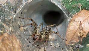 Funnel web spiders only live in the tropics. Anti Cancer Properties Found In A Deadly Australian Arachnid Nfcr