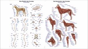 Veterinary Anatomical Charts