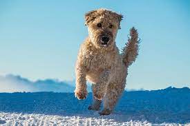 We did not find results for: Dog Jump Play Irish Soft Coated Wheaten Terrier Young Dog Jumps Happy Winter Snow Playing Dog Spout Pikist
