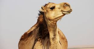 Dromedary camels, which have one hump, and bactrian camels, which have two humps. How Many Stomachs Does A Camel Have Ned Hardy