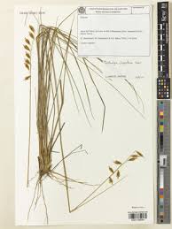 Image result for Tristachya lualabaensis