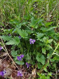 Image result for Viola abyssinica