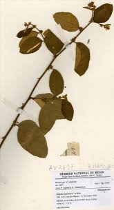 Image result for Ziziphus abyssinica