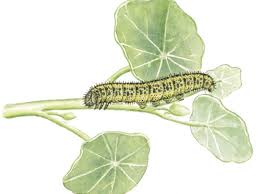 There are four long, sharp. How To Identify Common Caterpillars Caterpillar Identification Discover Wildlife