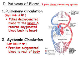 When you inhale air oxygen passes through your lungs and and is picked up by haemoglobin which these nutrients enter your blood stream and are moved to the cells and muscles where they are the work of the muscles and other tissue creates heat. Transport Circulatory System A Purpose Delivers O 2 To Cells In Exchange For Co 2 Transports Nutrients Hormones Gases Wastes Aids In Fighting Ppt Download