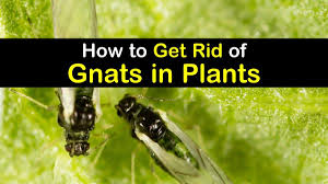 Fungus gnats love to lay their eggs in damp potting soil. 4 Handy Ways To Get Rid Of Gnats In Plants