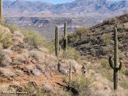 The saguaro cactus, cereus giganteus or carnegiea gigantean, meaning gigantic candle, is found only in i have lived around saguaro cactuses all my life in tucson, arizona, and have seen this to see if my conclusion was correct, i did some research and found out that saguaro nurse plants are usually. Desert Mountain Biking The Black Canyon Trail Flagstaff Altitudes