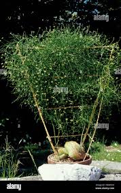 Image result for Bowiea volubilis