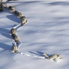 Check spelling or type a new query. Create Comics Meme Picture Wolves Snow Wolf The Man Lying On The Snow The Picture Wool Wolf Comics Meme Arsenal Com