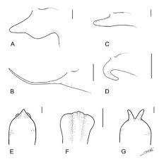 Image result for Eulophia caricifolia