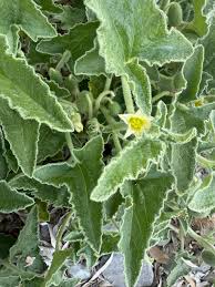 Image result for Cucumis aculeatus