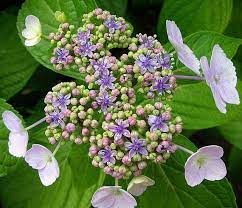 Hydrangea Buds Planting Hydrangeas Hydrangea Plants