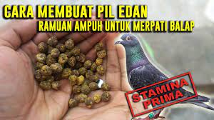 Makanan burung dara agar terbang cepat. Cara Membuat Pil Edan Ramuan Ampuh Untuk Merpati Balap Supaya Stamina Prima Youtube